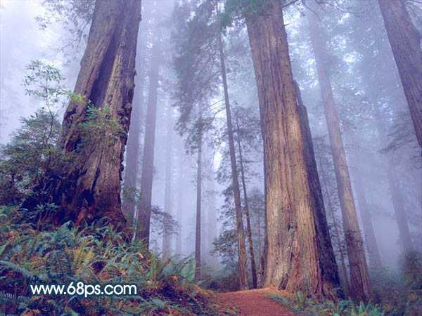 Photoshop制作暗调蓝紫色的森林图片