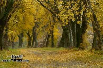 Photoshop为平淡的秋天树林调成红色的效果